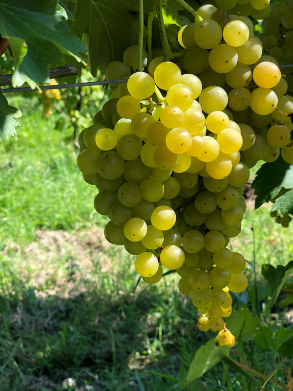 Cantine dall'Asta al festival della Malvasia