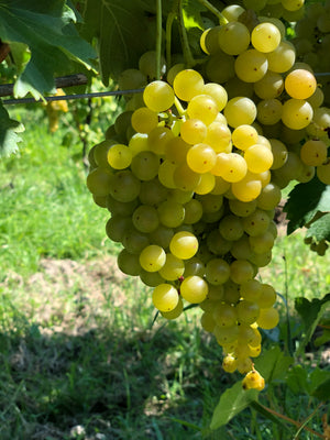 Cantine dall'Asta al festival della Malvasia
