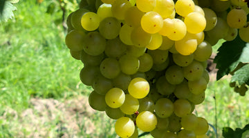 Cantine dall'Asta al festival della Malvasia